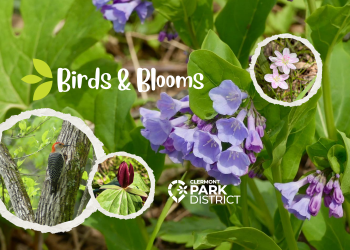 collage of flowers and birds